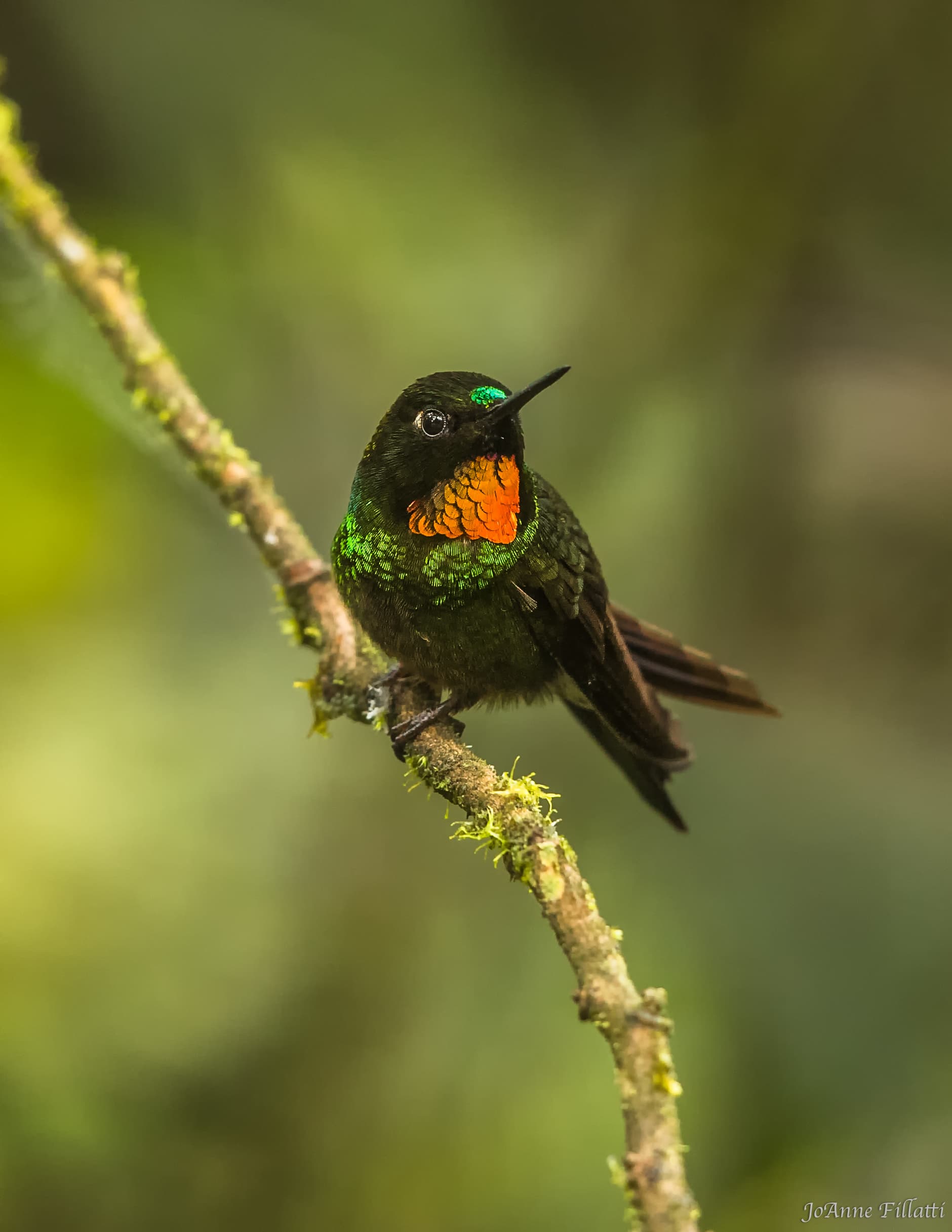 bird of ecuador image 14